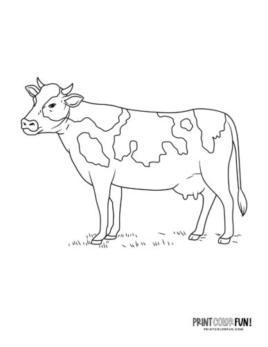 60 Cow Coloring Pages for Kids 23