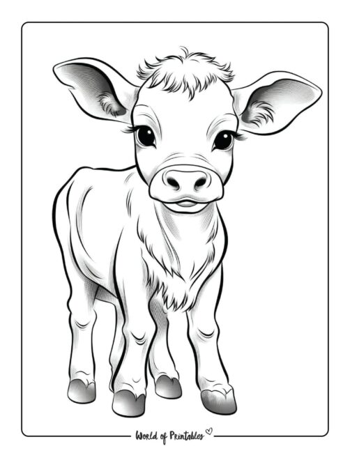 60 Cow Coloring Pages for Kids 60