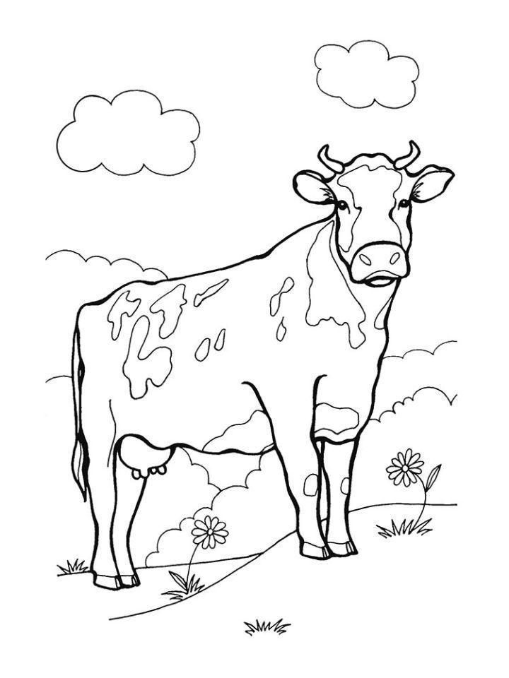 60 Cow Coloring Pages for Kids 80