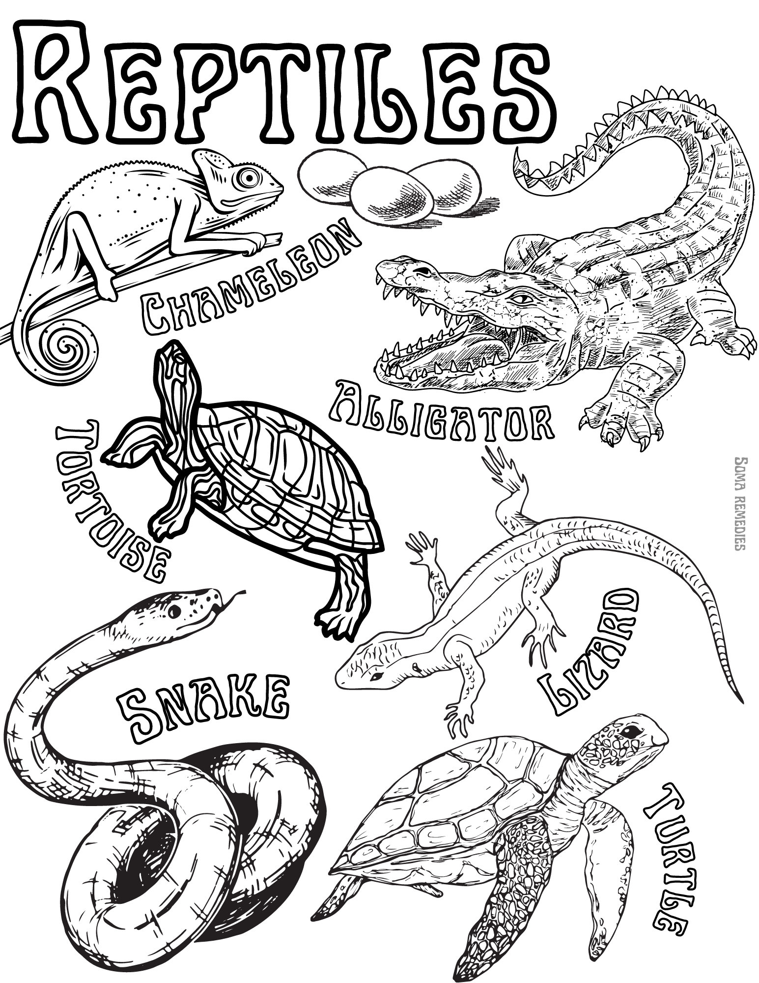 135+ Coloring Pages of Alligators Printable 101