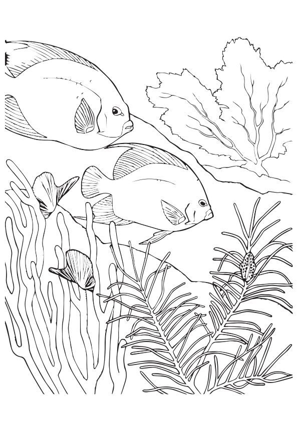 150 Coral Coloring Pages Printable 109