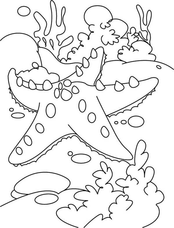 150 Coral Coloring Pages Printable 134