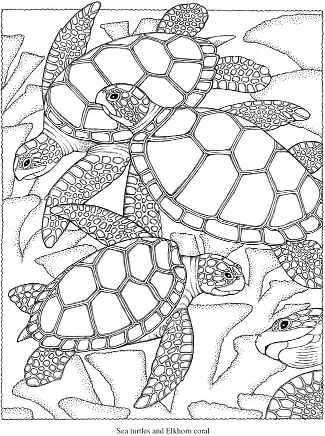 150 Coral Coloring Pages Printable 141