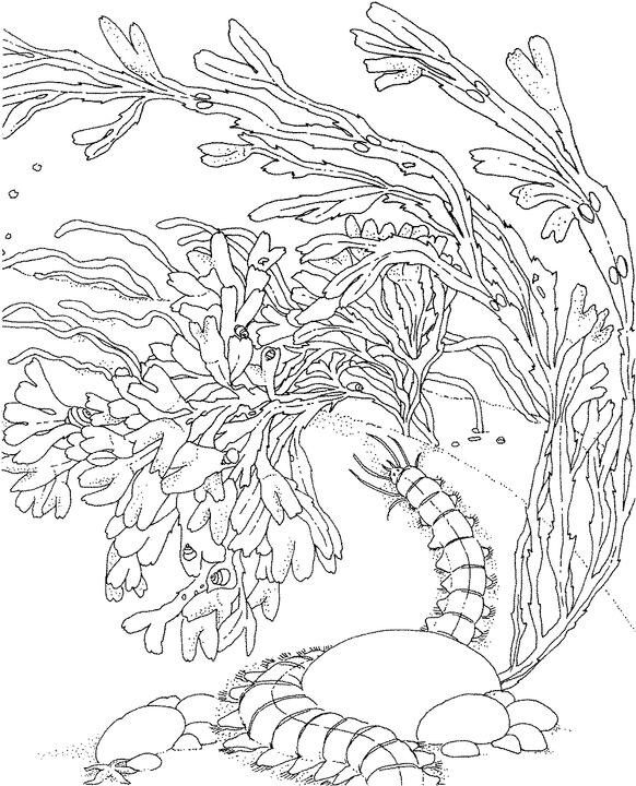 coral coloring pages printable jpg