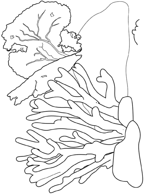 150 Coral Coloring Pages Printable 21