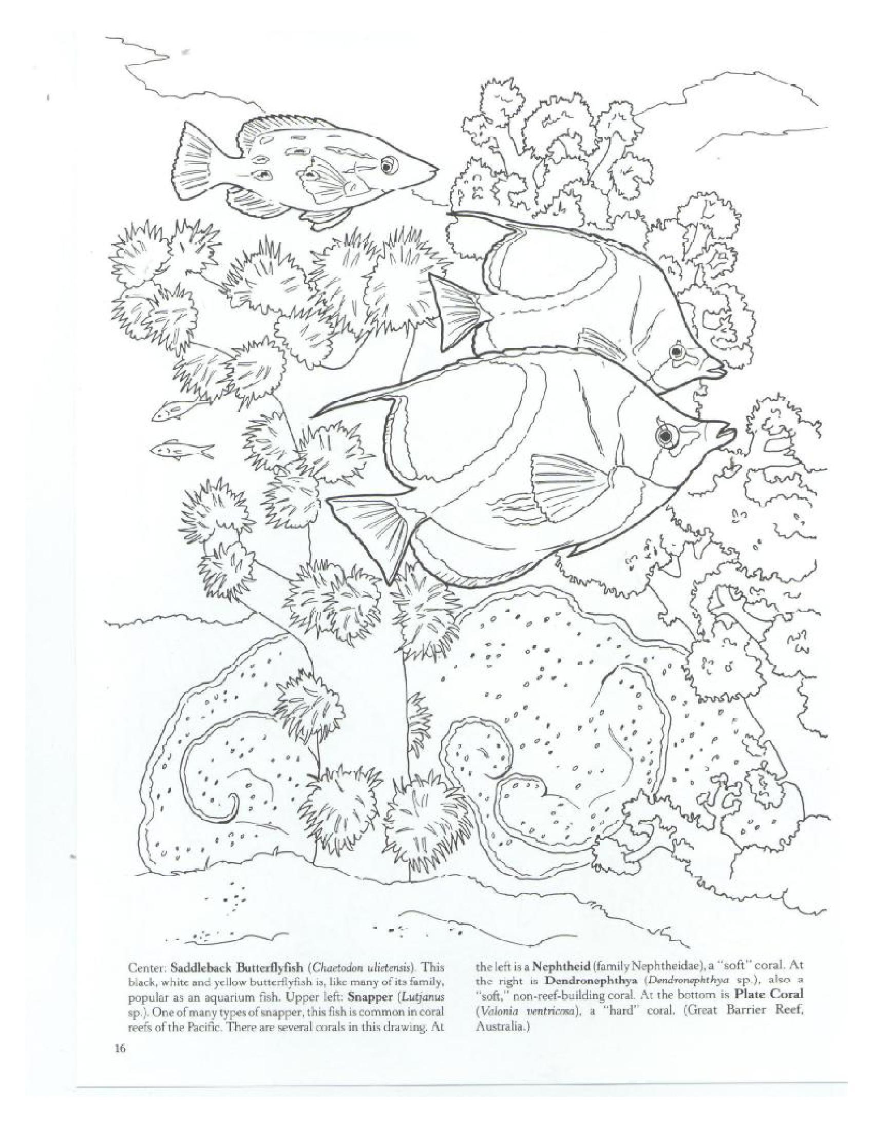 150 Coral Coloring Pages Printable 25