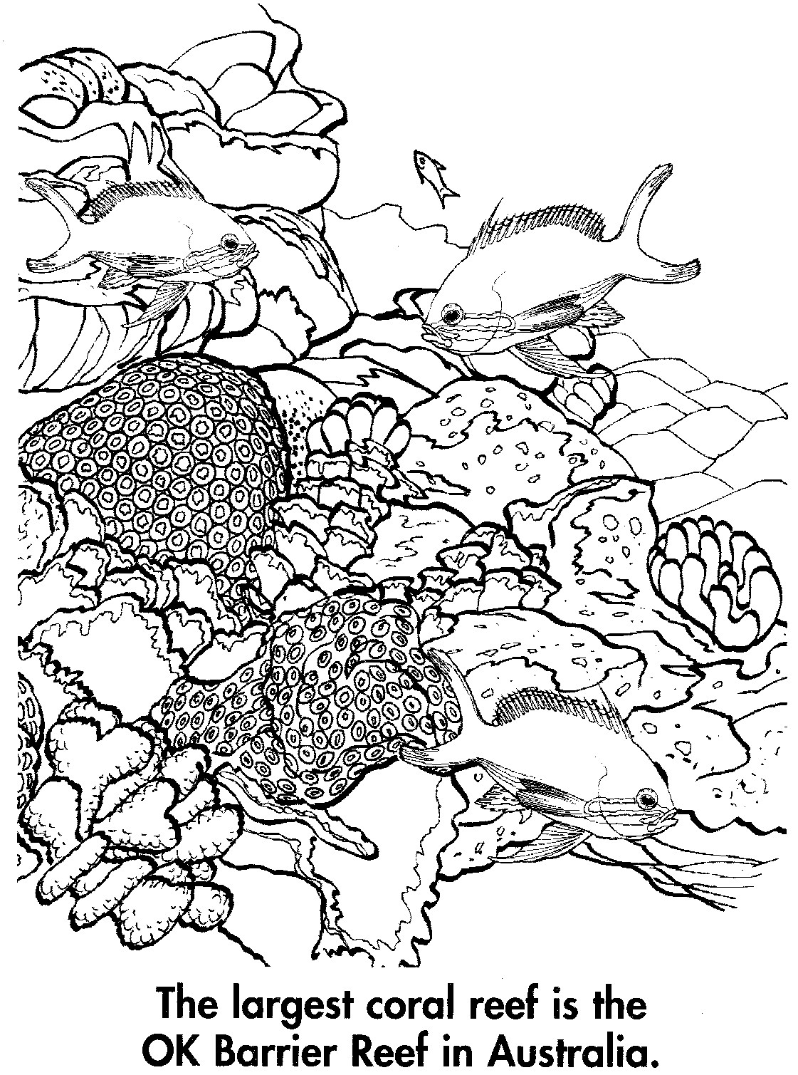 150 Coral Coloring Pages Printable 42