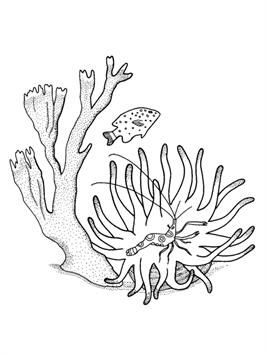 coral coloring pages printable jpg