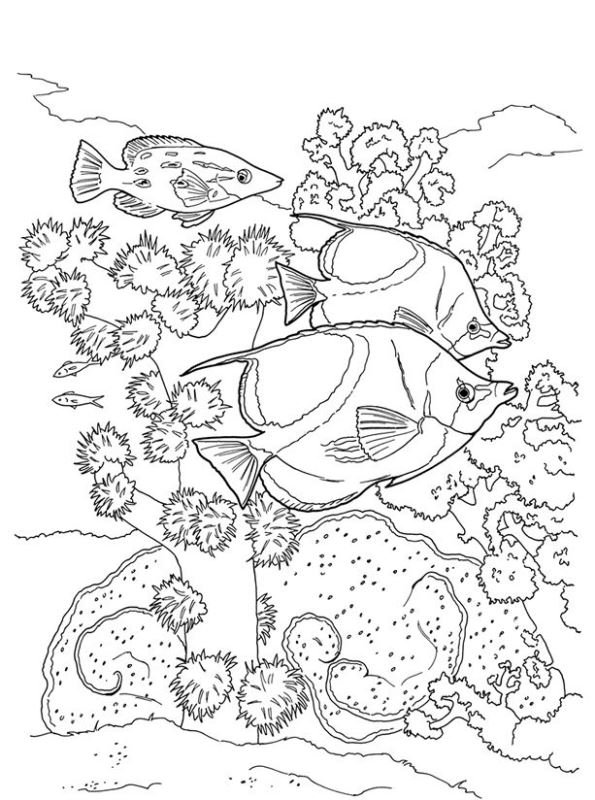 coral coloring pages printable jpg