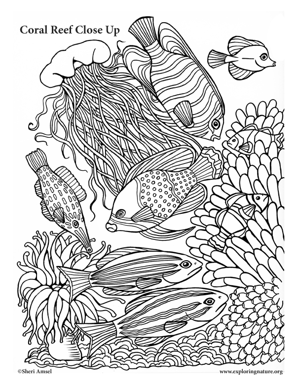 150 Coral Coloring Pages Printable 6