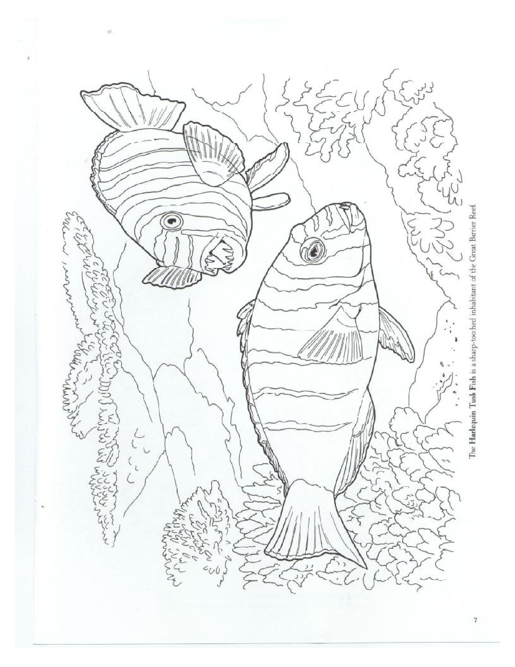 150 Coral Coloring Pages Printable 68