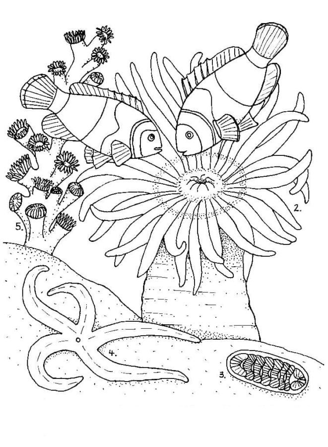 150 Coral Coloring Pages Printable 74