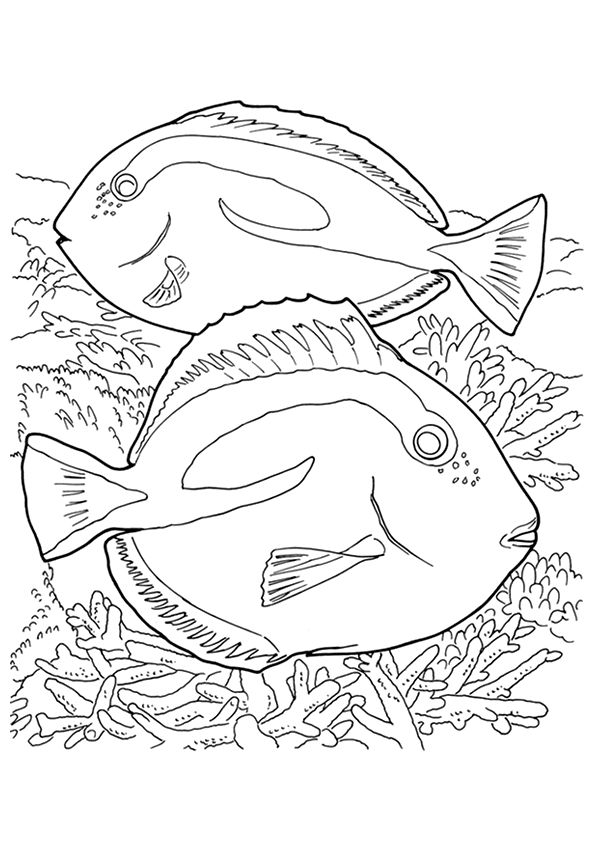 coral coloring pages printable jpg