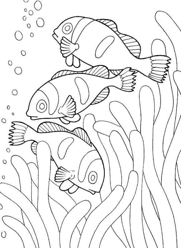 150 Coral Coloring Pages Printable 93