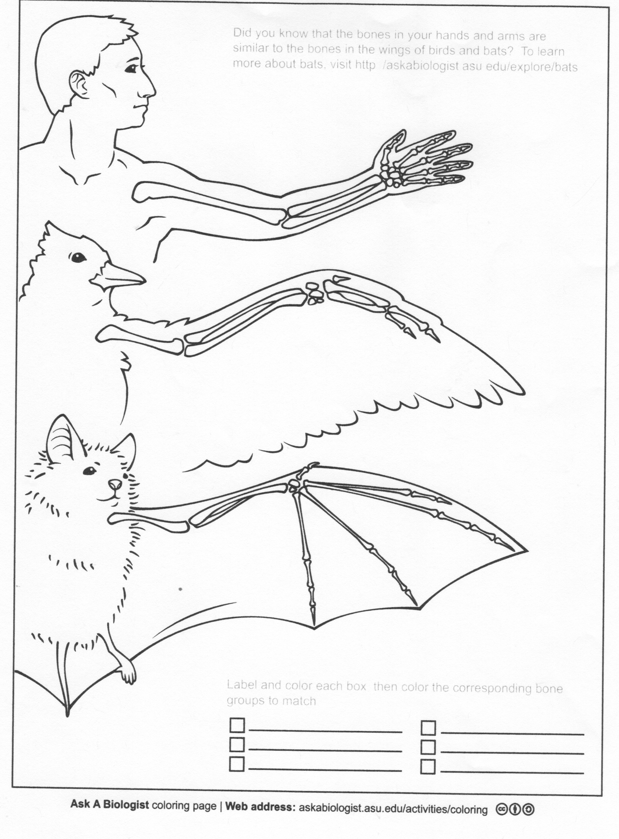 180+ Bat Coloring Page Ideas 121