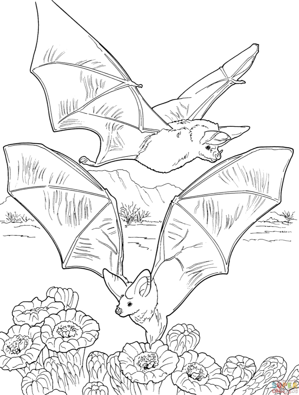 180+ Bat Coloring Page Ideas 183