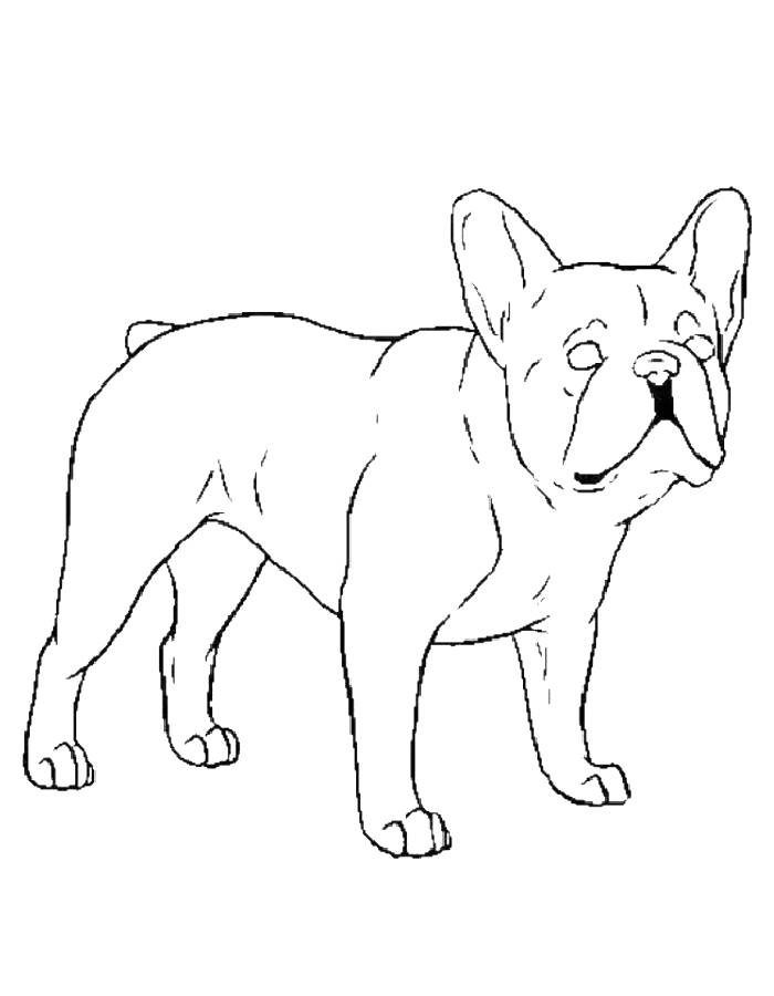 french bulldog coloring pages printable jpg