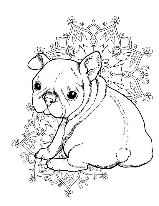 french bulldog coloring pages printable jpg