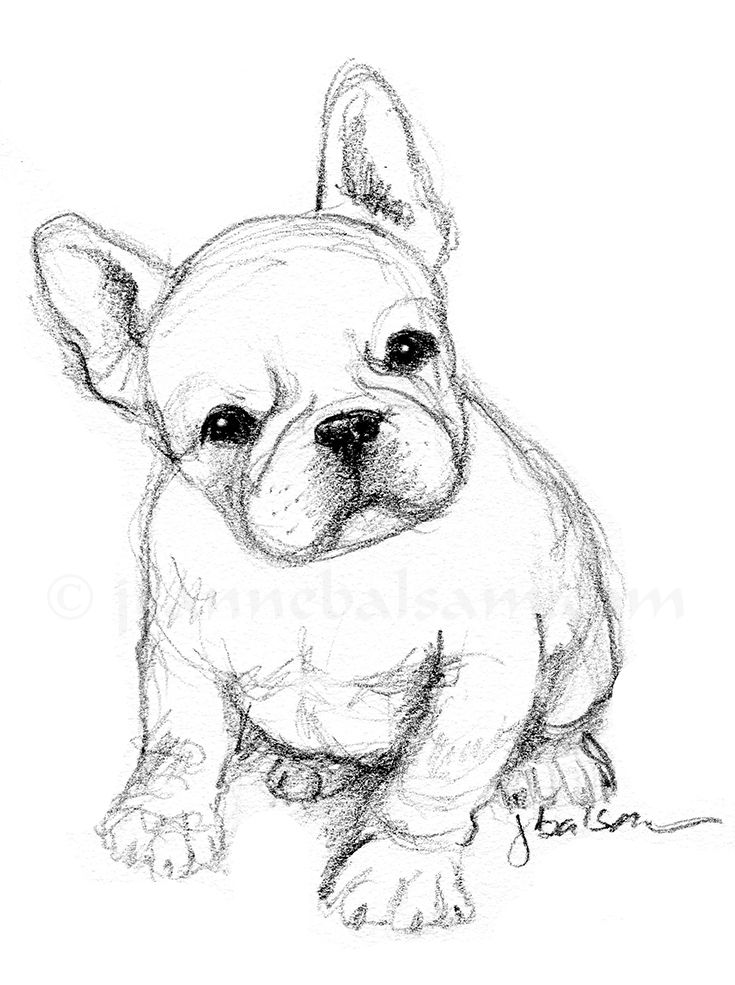 french bulldog coloring pages printable jpg