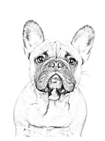 french bulldog coloring pages printable jpg