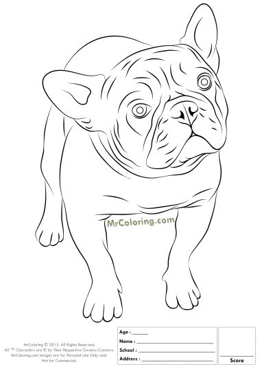 112 French Bulldog Coloring Pages Printable 21