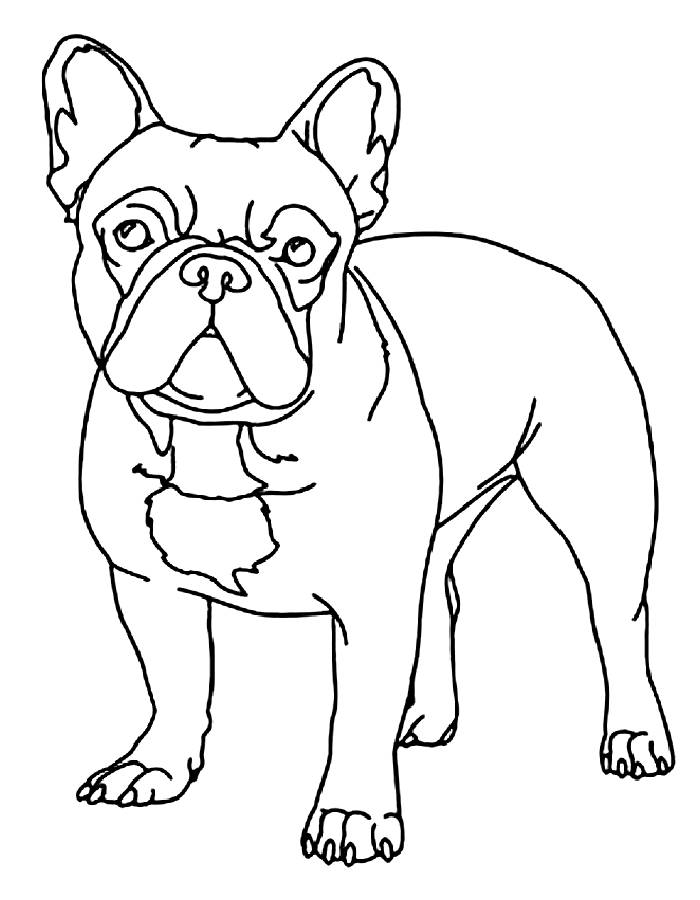 112 French Bulldog Coloring Pages Printable 35