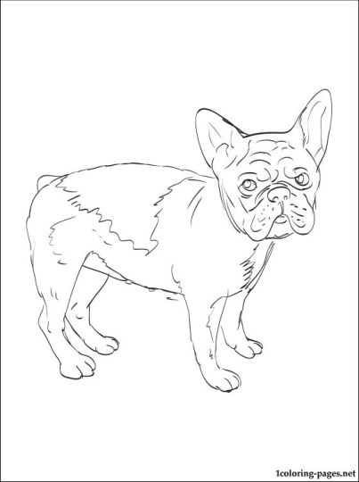 112 French Bulldog Coloring Pages Printable 50