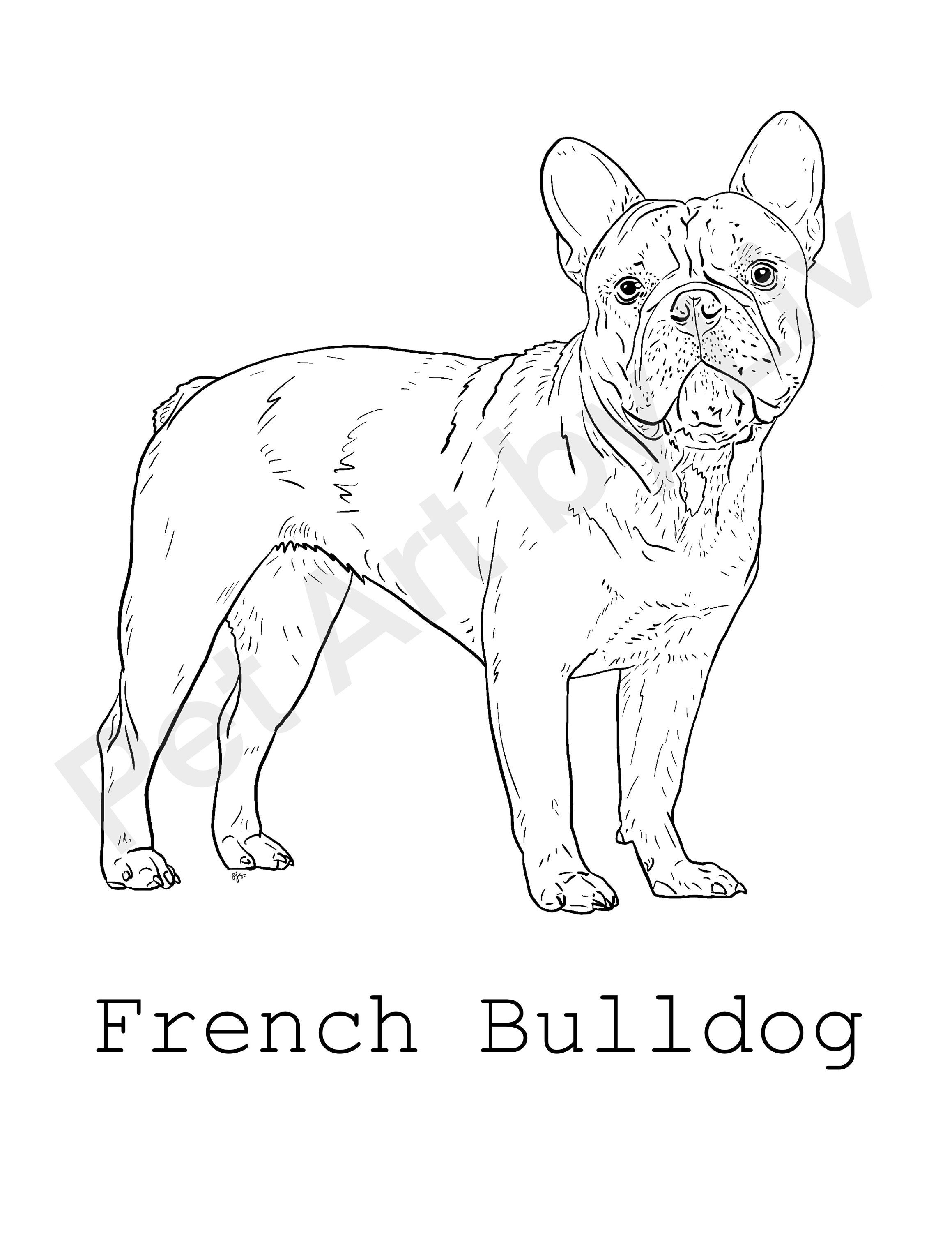 112 French Bulldog Coloring Pages Printable 62