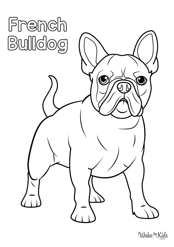 112 French Bulldog Coloring Pages Printable 65