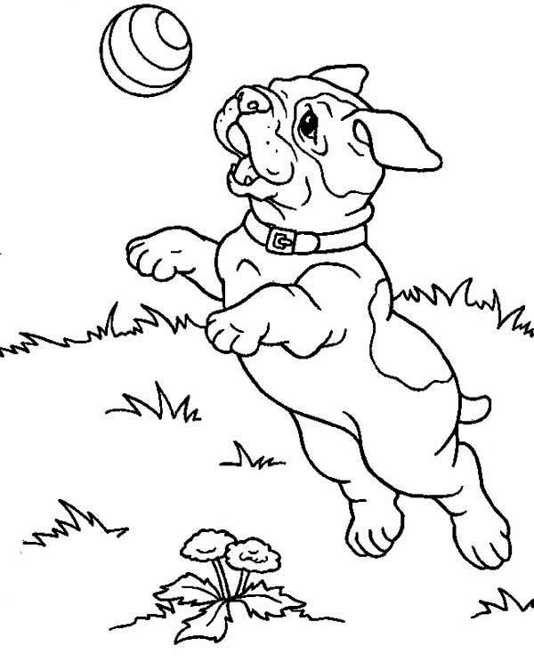 112 French Bulldog Coloring Pages Printable 67