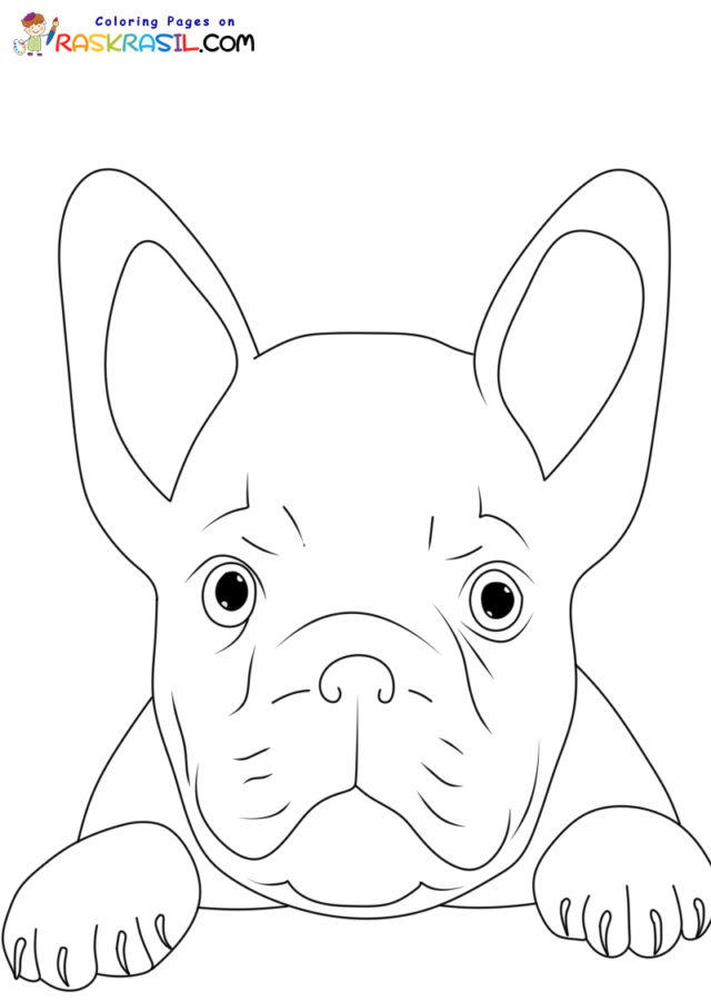 french bulldog coloring pages printable jpg