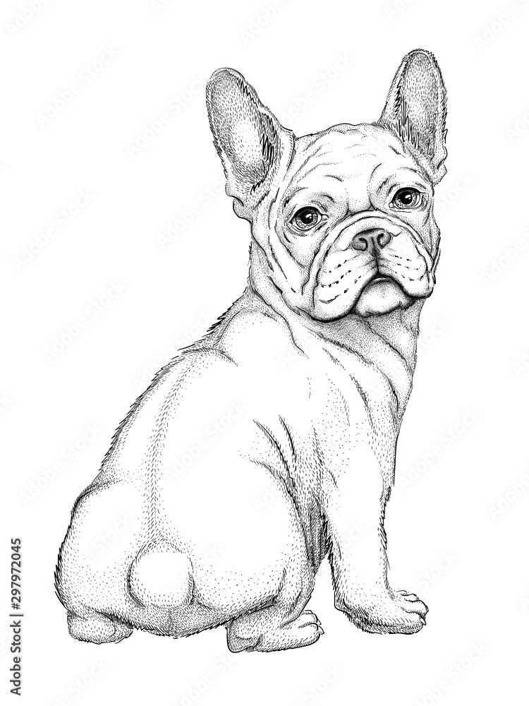 112 French Bulldog Coloring Pages Printable 87