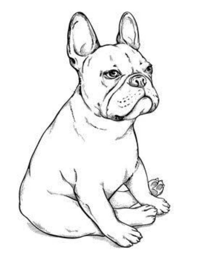 112 French Bulldog Coloring Pages Printable 95