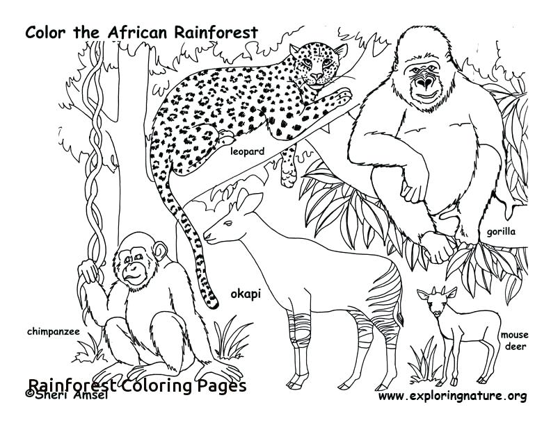 114 Jungle Coloring Pages Printable 101