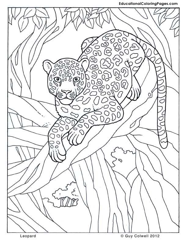 114 Jungle Coloring Pages Printable 113