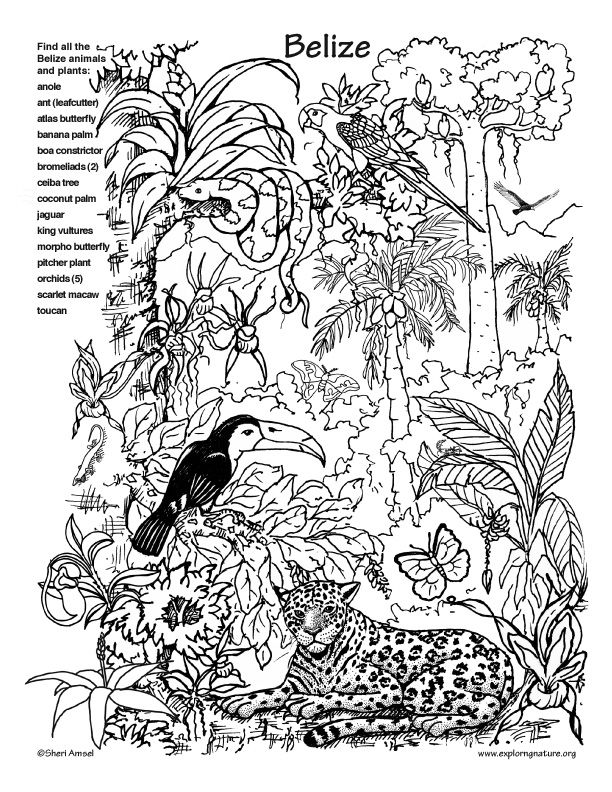 114 Jungle Coloring Pages Printable 4