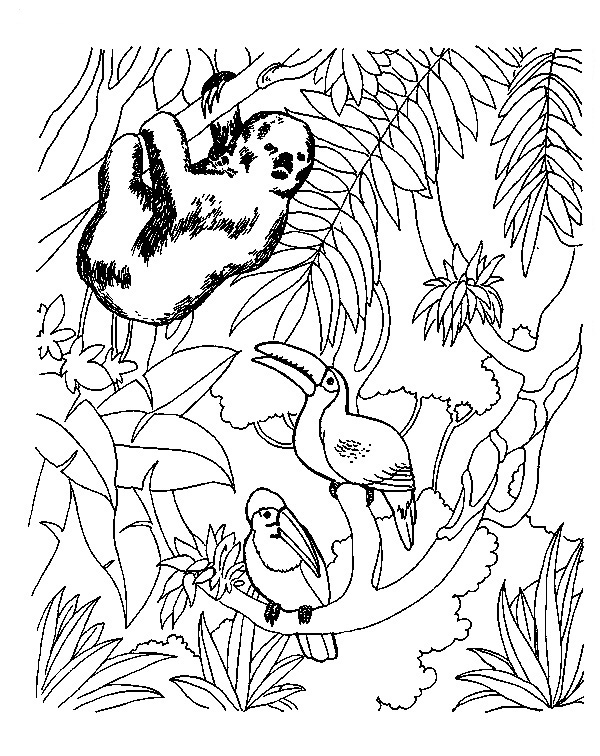 114 Jungle Coloring Pages Printable 7