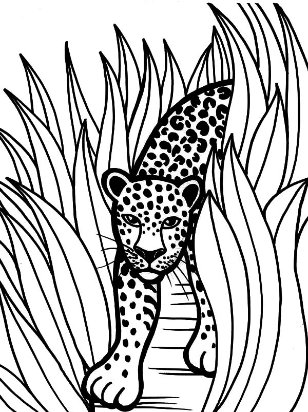 114 Jungle Coloring Pages Printable 98