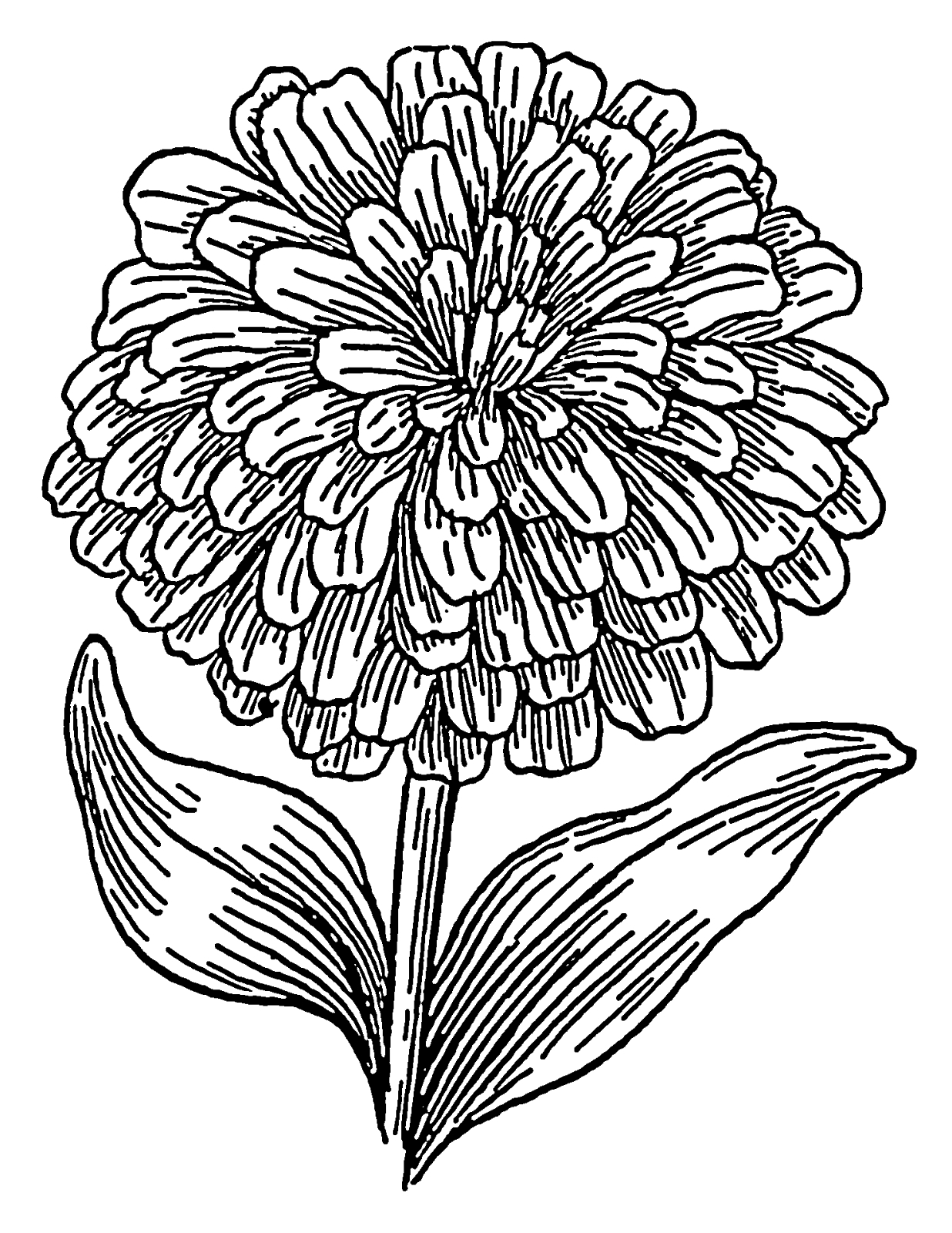 vibrant marigold coloring pages printable jpg