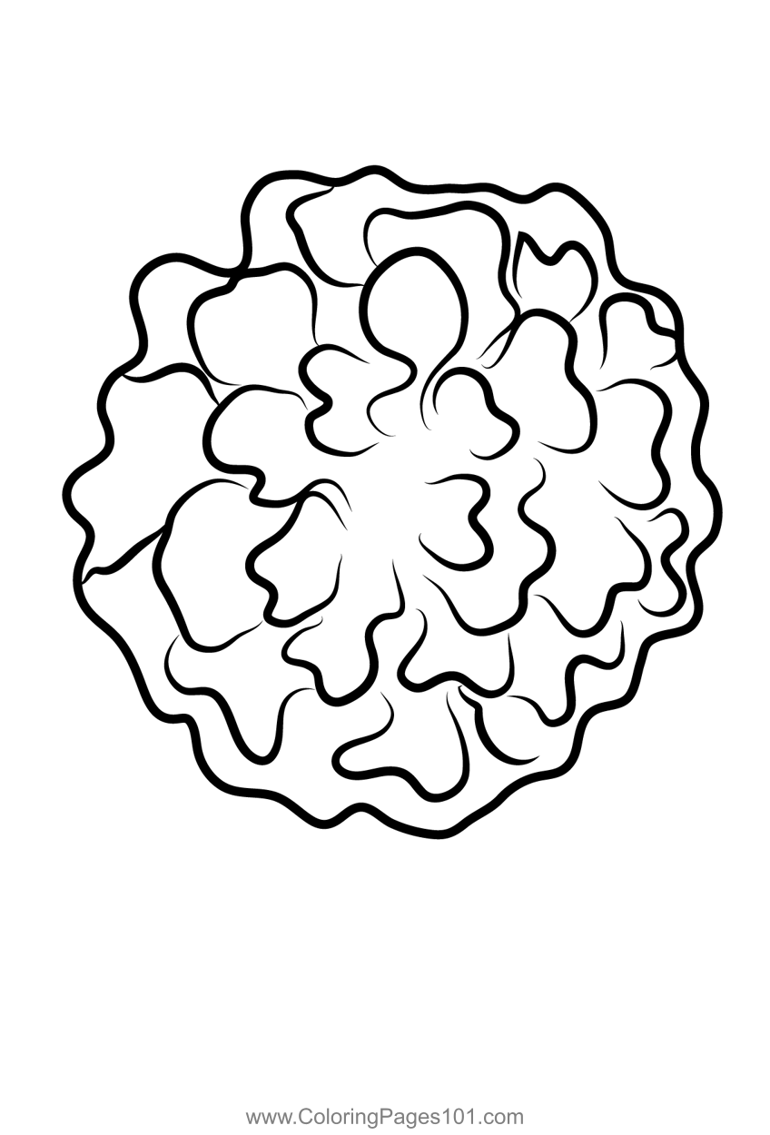 120 Vibrant Marigold Coloring Pages Printable 104