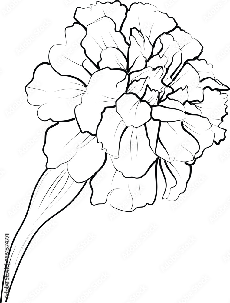 120 Vibrant Marigold Coloring Pages Printable 106