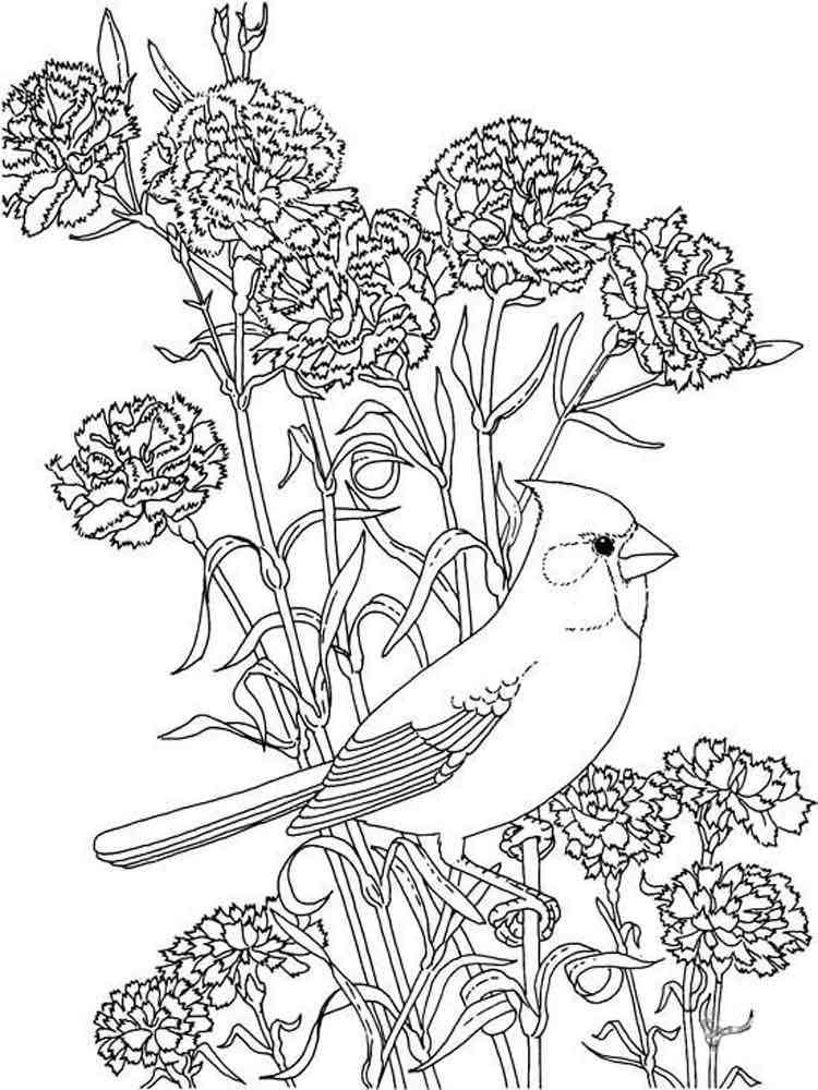 120 Vibrant Marigold Coloring Pages Printable 113