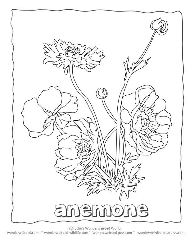 120 Vibrant Marigold Coloring Pages Printable 117