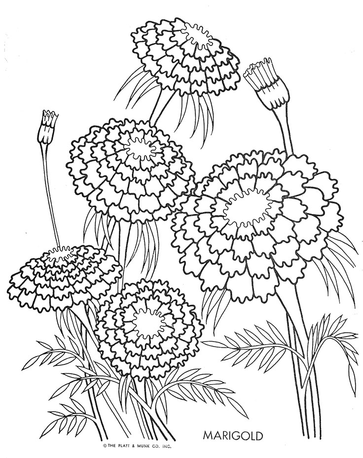 120 Vibrant Marigold Coloring Pages Printable 14