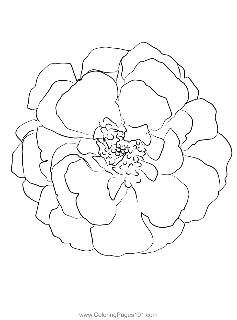 120 Vibrant Marigold Coloring Pages Printable 18