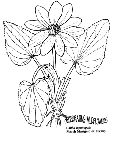 120 Vibrant Marigold Coloring Pages Printable 21