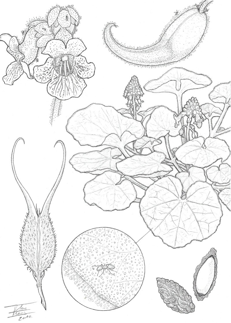 120 Vibrant Marigold Coloring Pages Printable 23