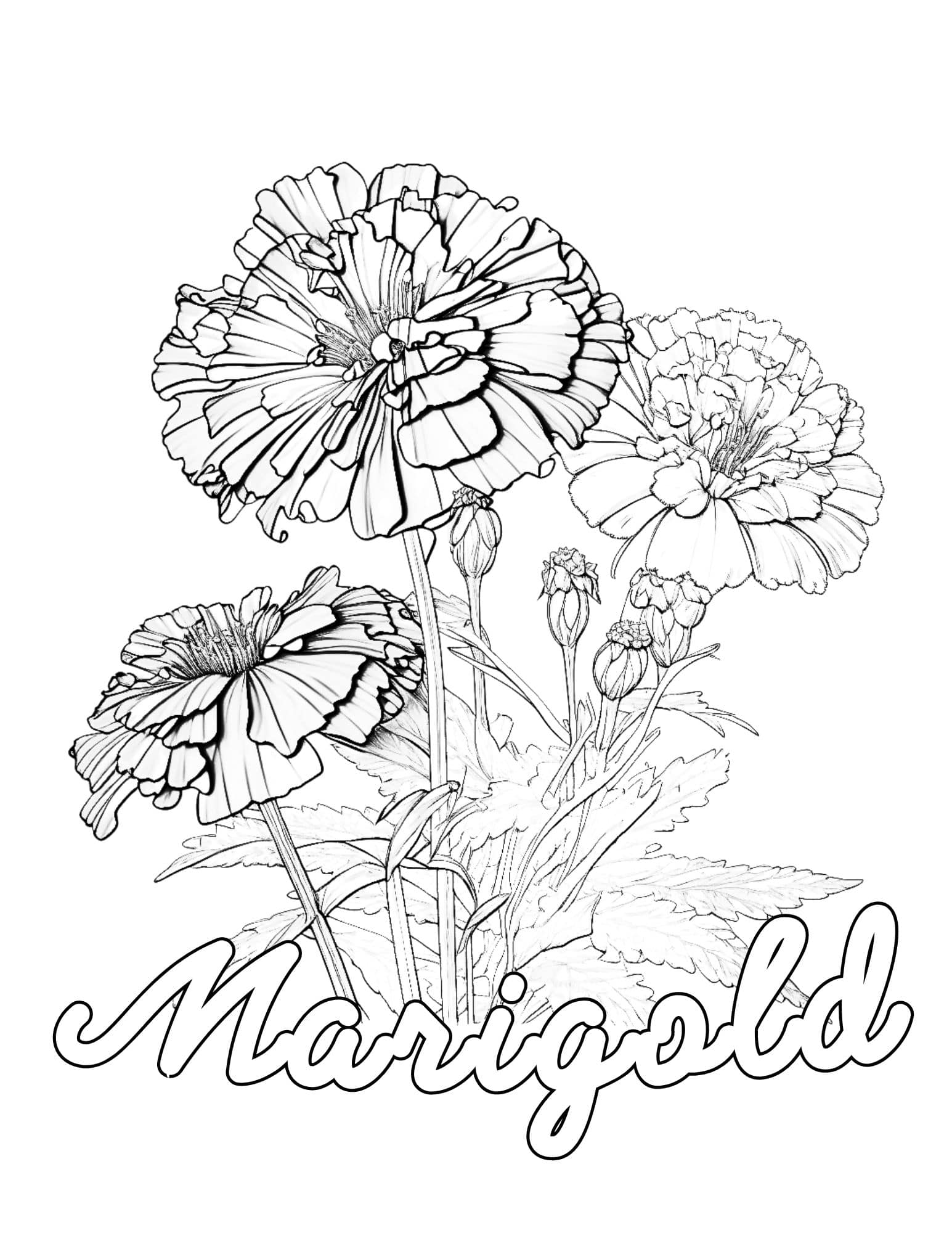 vibrant marigold coloring pages printable jpg