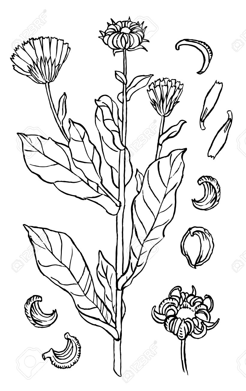 120 Vibrant Marigold Coloring Pages Printable 36