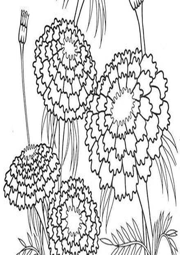 vibrant marigold coloring pages printable jpg